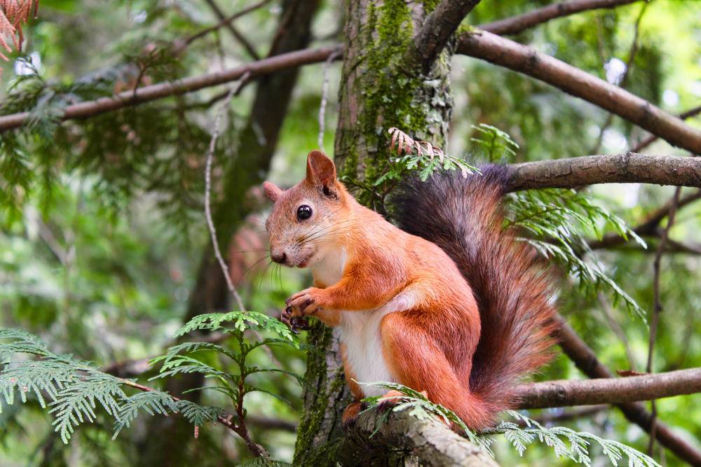 Beautiful Red Squirrel