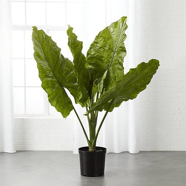 A large potted plant in a well lit room.