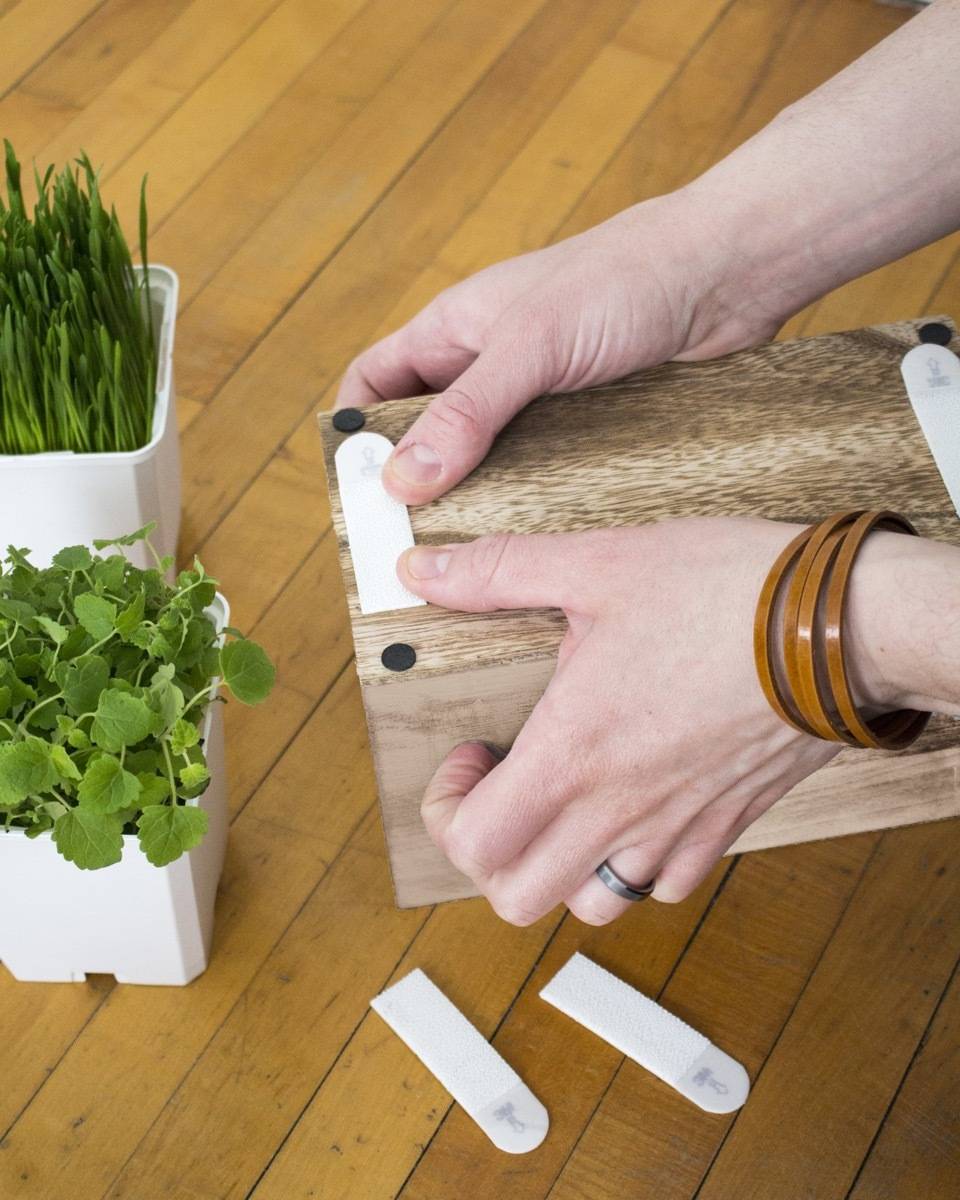 How to make an indoor garden your cat will love: Step 1