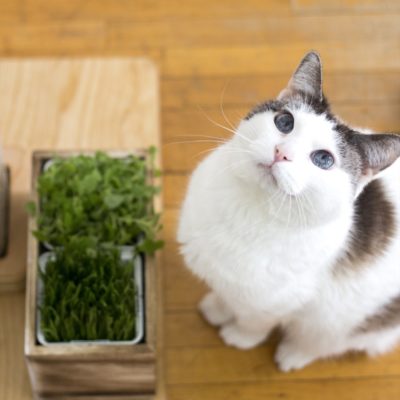 How to make an indoor garden for you feline friend