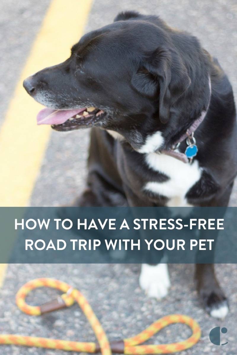 Traveling with dogs and cats - 9 tips