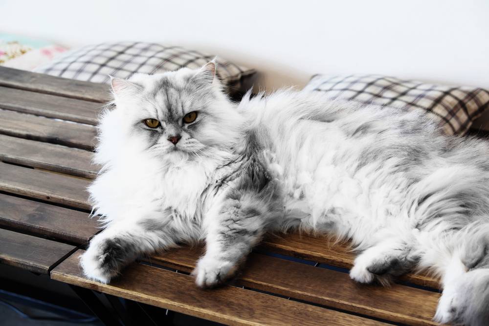 A Persian cat
