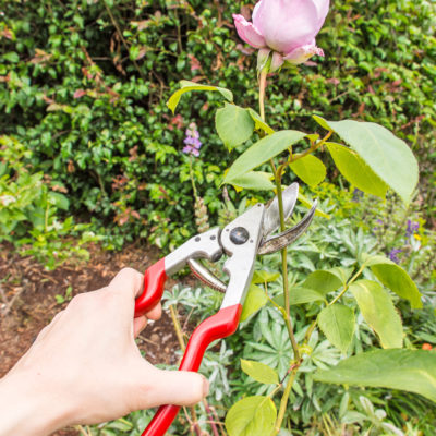 How to clean and sharpen garden tools