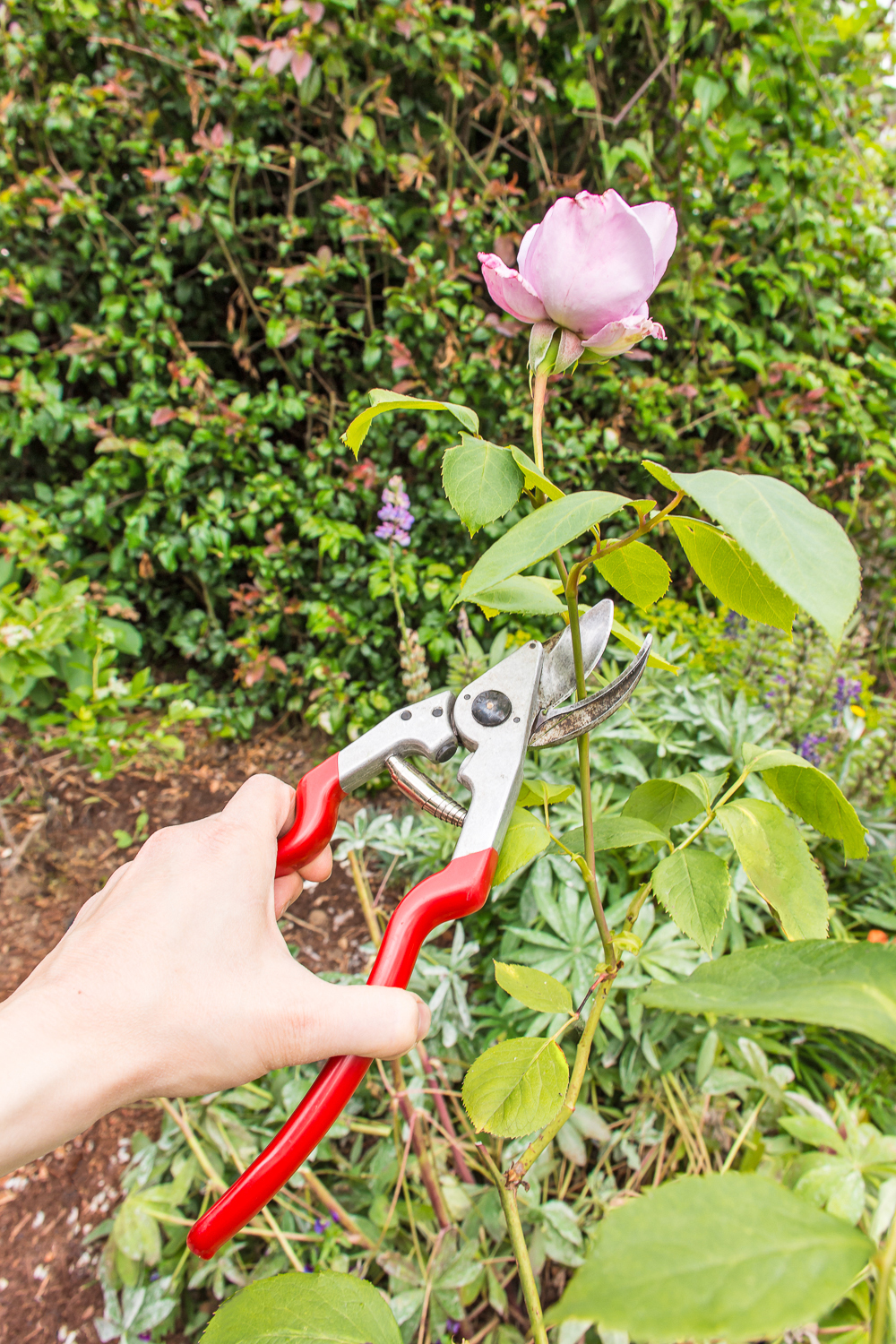 How to clean and sharpen garden tools