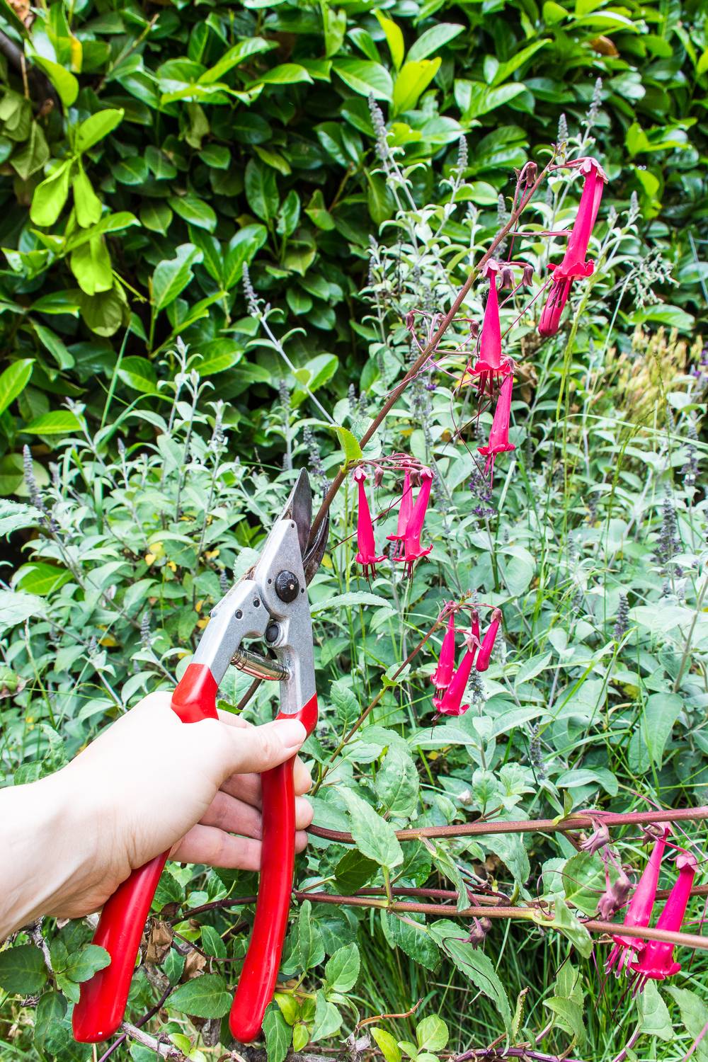 How to clean and sharpen garden tools for your summer gardening