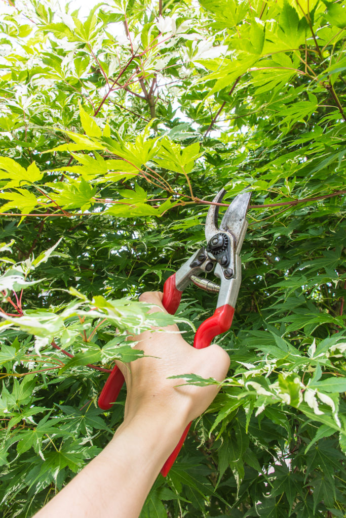 How to Clean and Sharpen Garden Tools Restore Your Tools