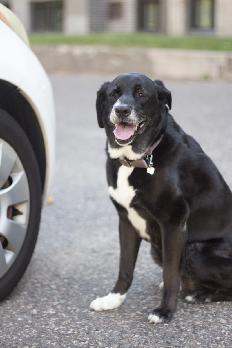 Traveling with dogs and cats - 9 tips for a less stressful road trip