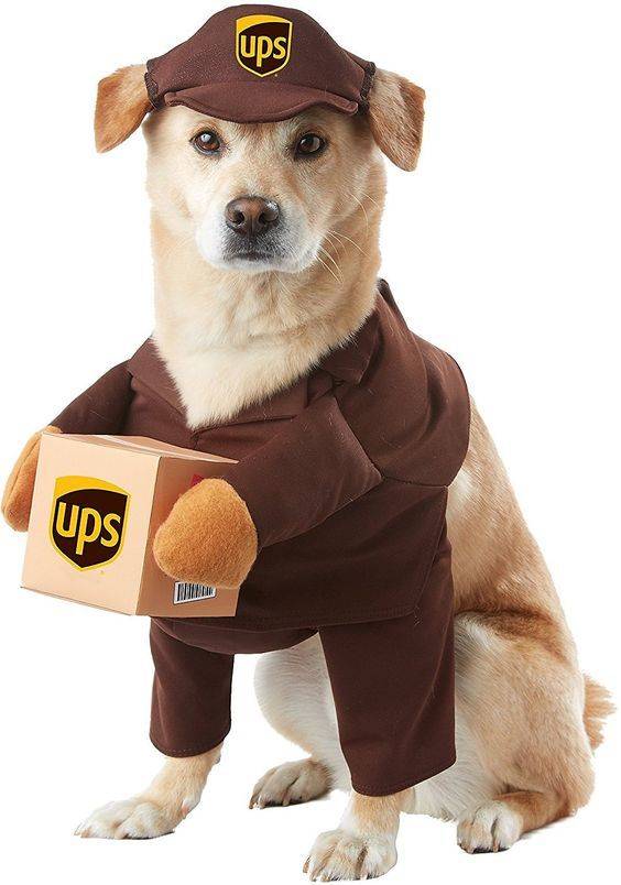 Halloween UPS delivery dog costume