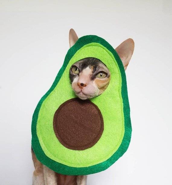 Halloween avocado cat costume