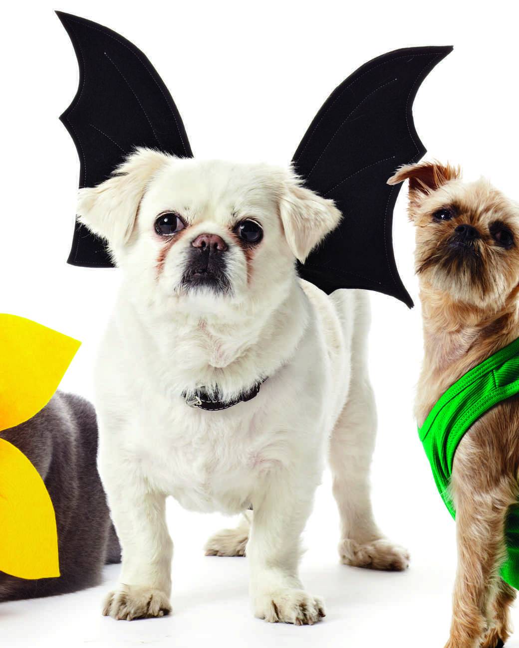 Halloween bat dog costume