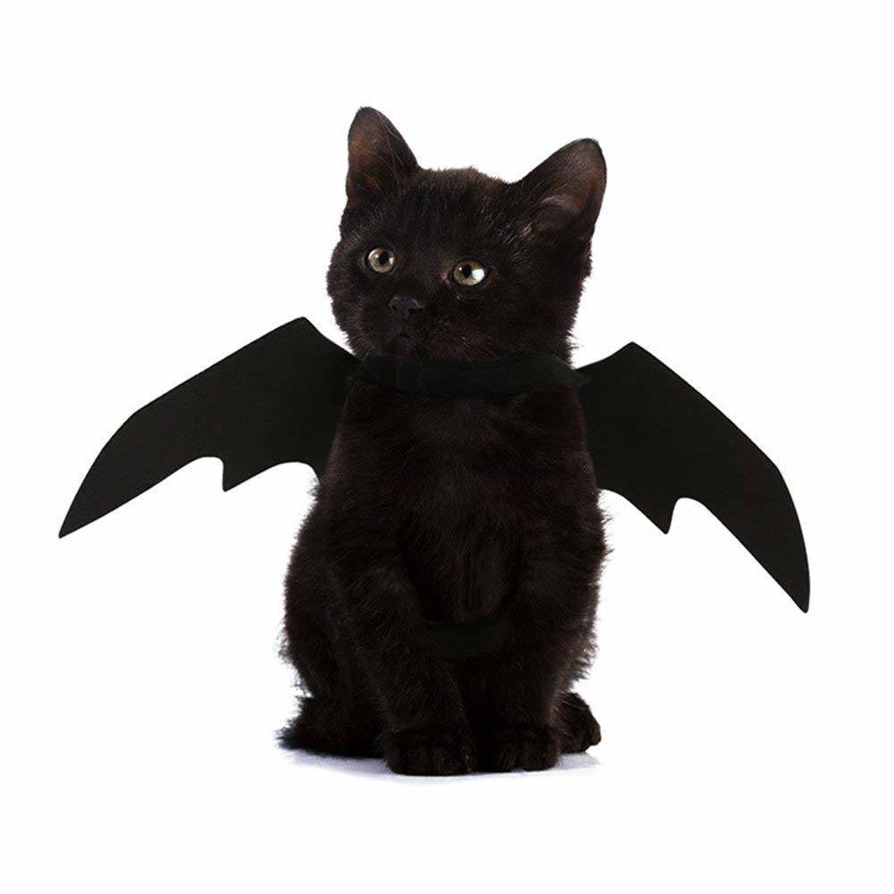 Pet Halloween costume featuring cat bat wings