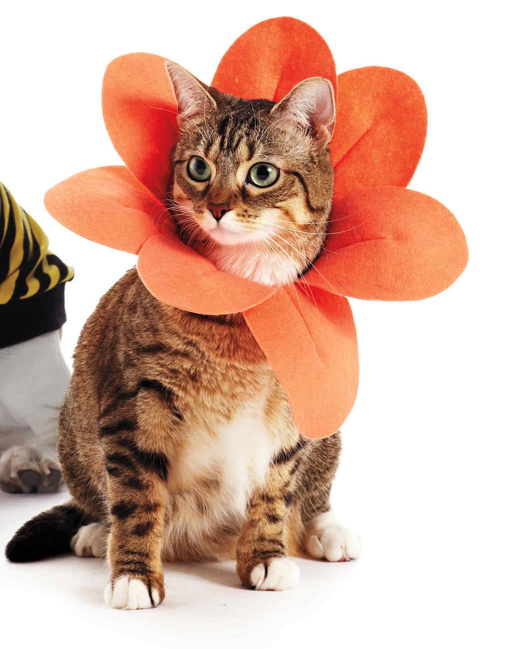 Flower cat Halloween costume