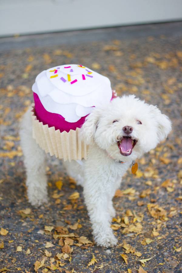 Dog cupcake Halloween costume