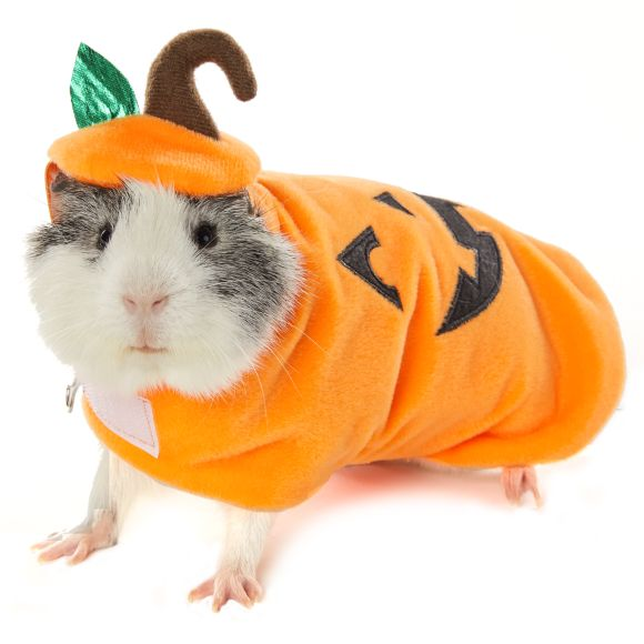 Guinea pig pumpkin Halloween costume
