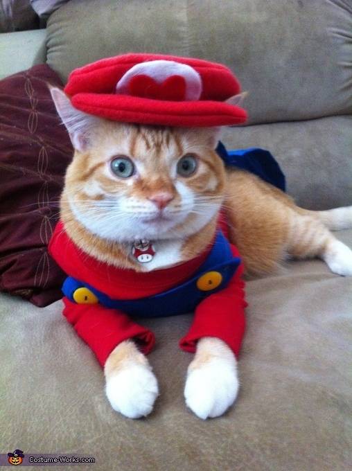 Halloween Super Mario cat costume
