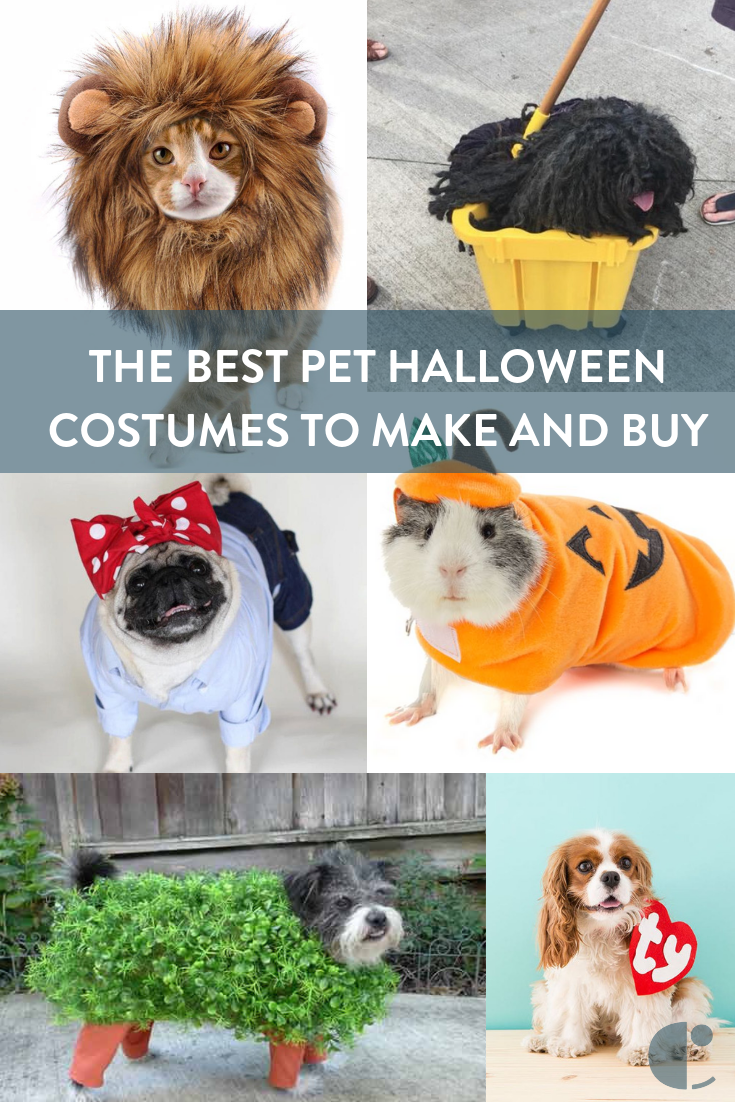 The internet's best pet Halloween costumes to make or buy