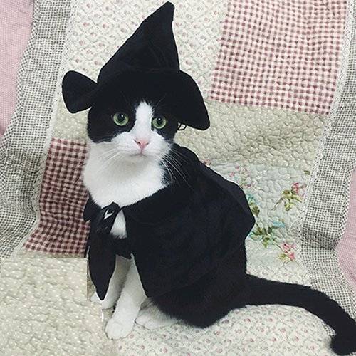 Halloween witch cat costume