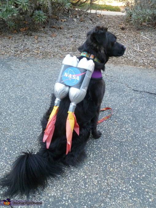 Check Out These Amazingly Clever DIY Halloween Costumes for Your Dog and Cat