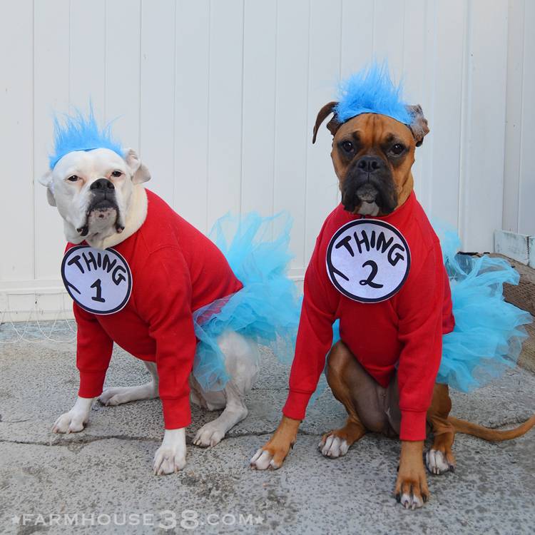 The Best Pet Halloween Costumes to Make and Buy