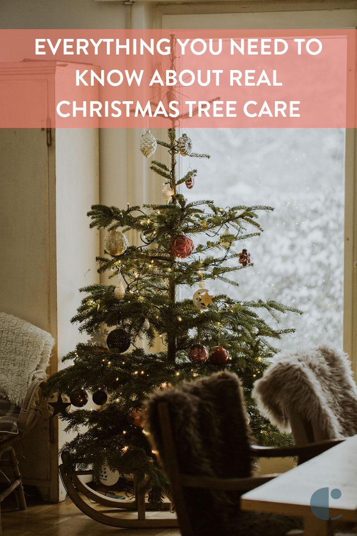 Not sure how to care for a real Christmas tree? Here's everything you need to know about selecting a tree, cutting it down, and keeping it looking its best.