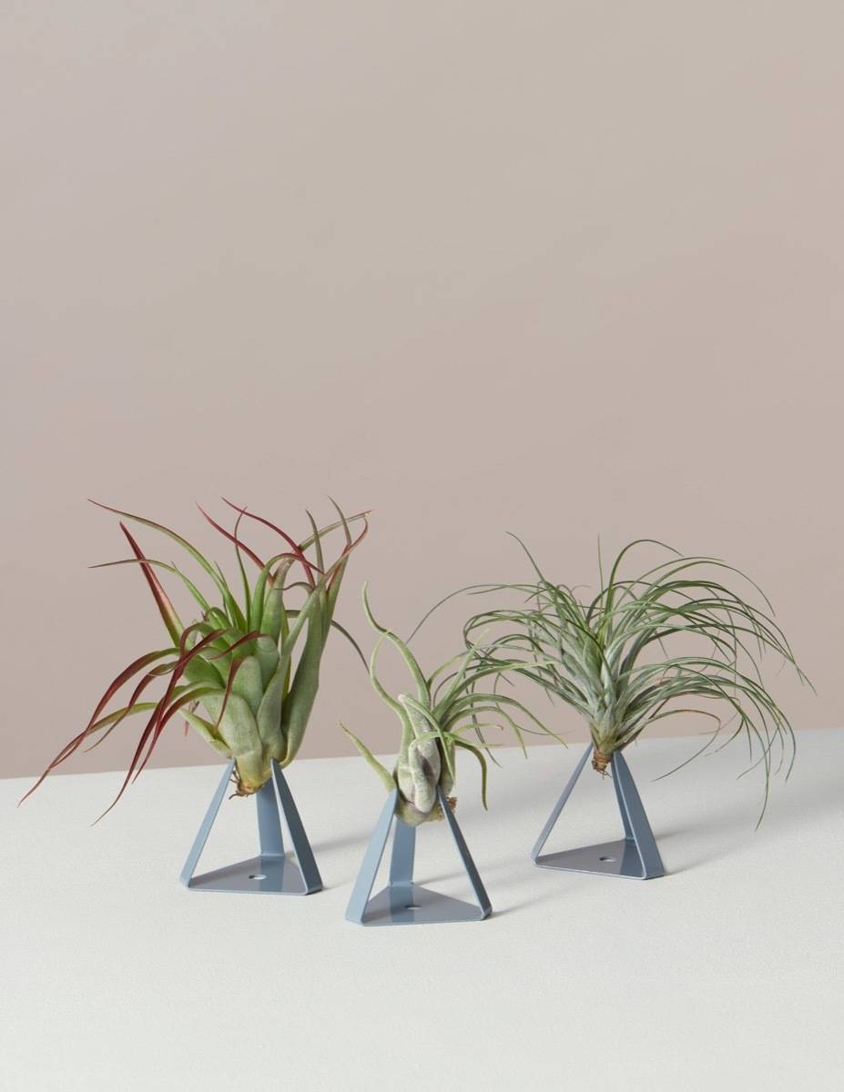 Set of 3 air plant stands