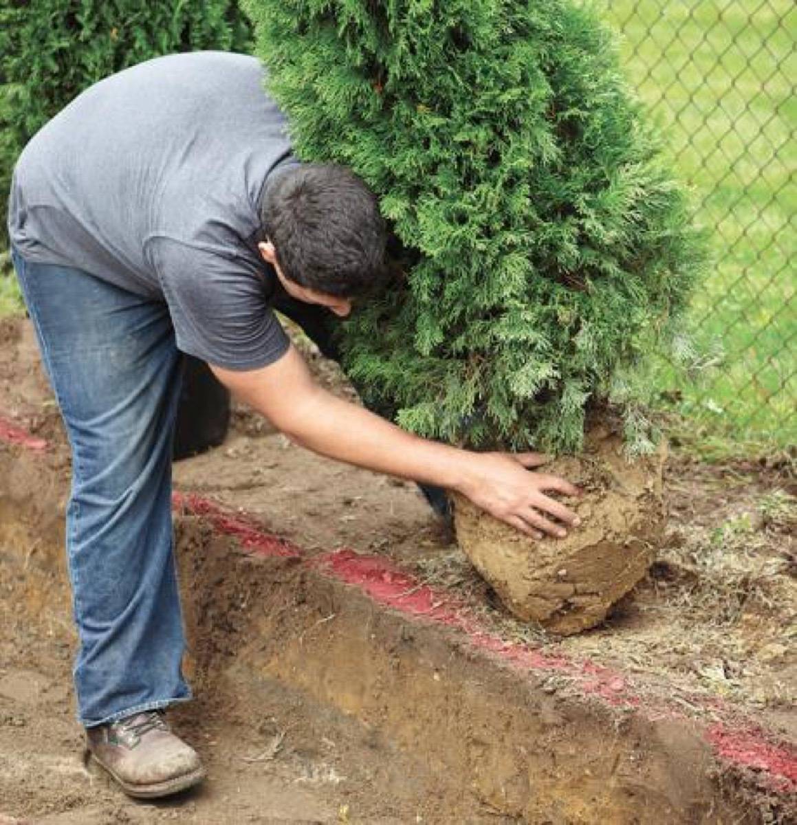 Shrub privacy fence: 59 DIY landscaping ideas