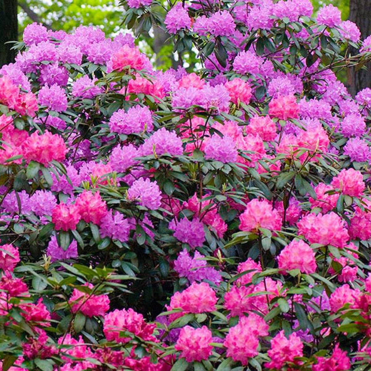 Rhododendron