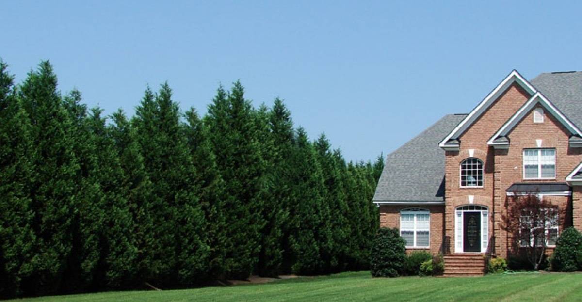 Leyland cypress trees