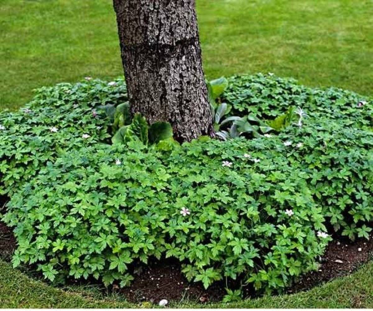 Ground plants around bottom of tree