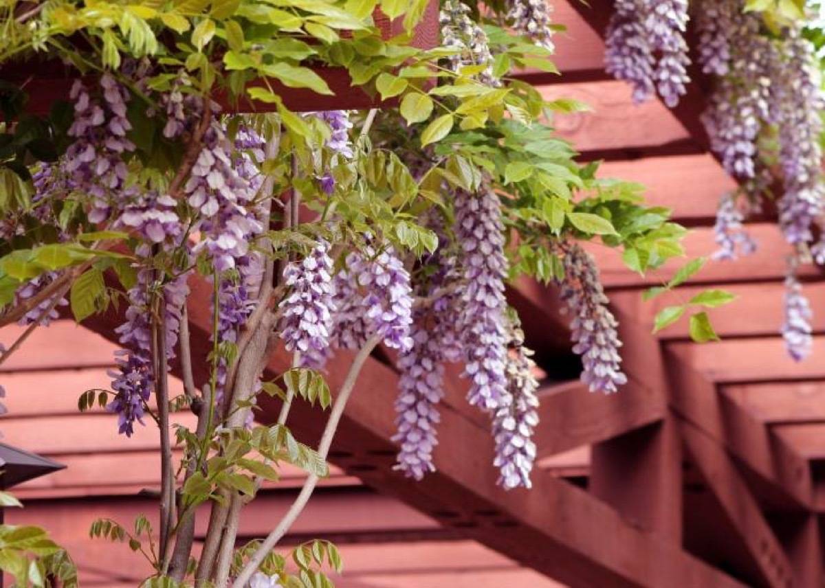 Plant along with flowers in the outdoor space.