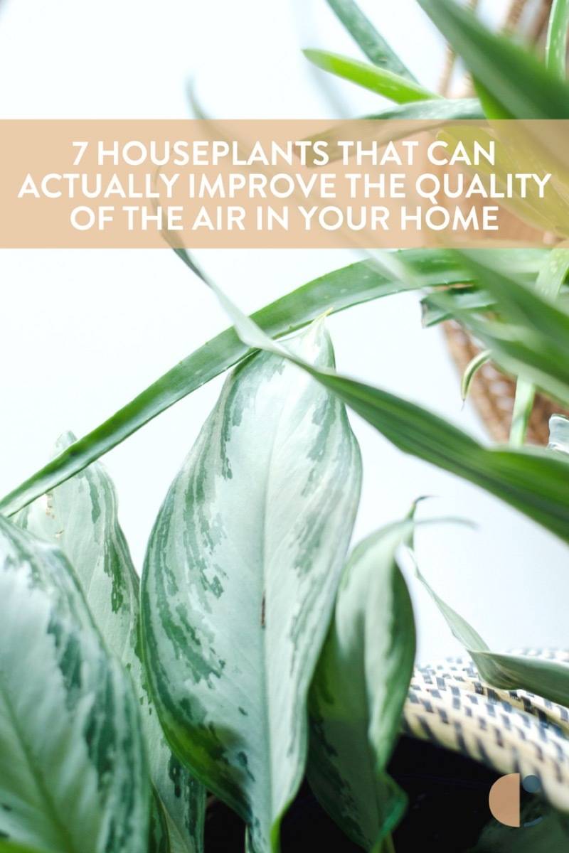 Naturally clean the air in your home with these easy-to-care-for houseplants
