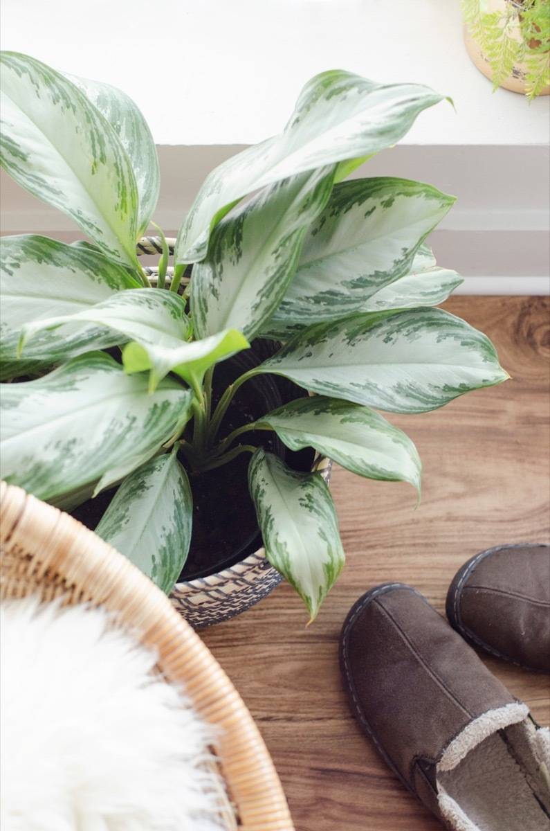 Air-purifying houseplants that can reduce pollution in your home: Chinese Evergreen