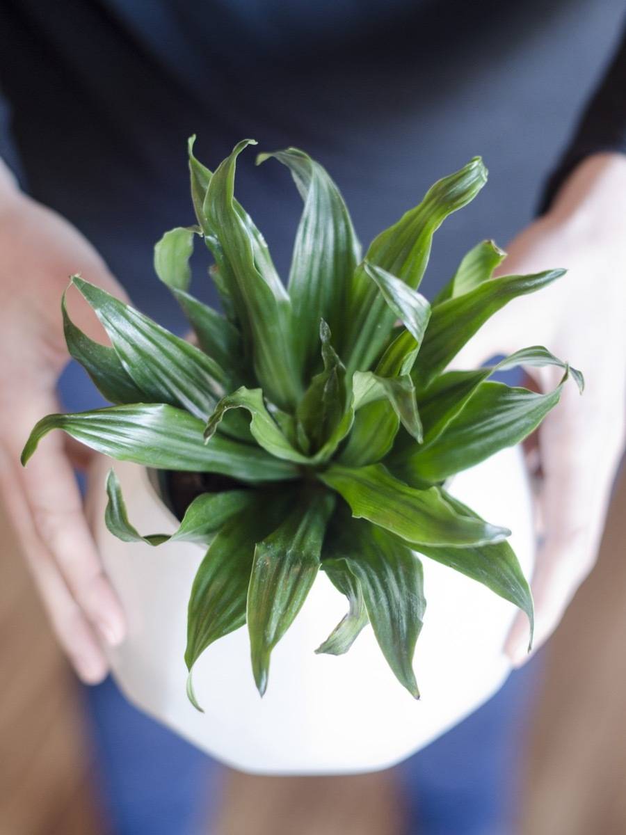 Air-purifying houseplants that can reduce pollution in your home: Janet Craig