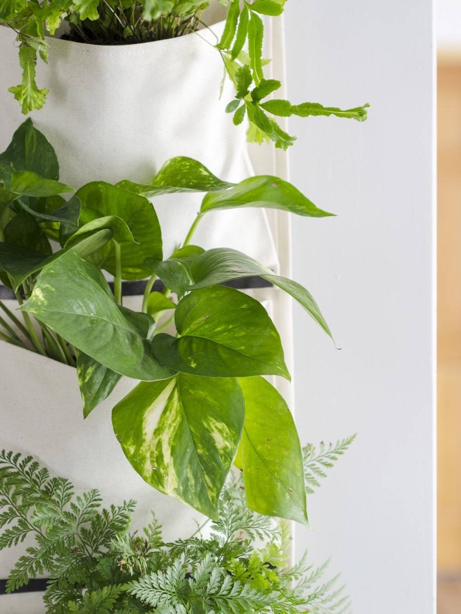 Air-purifying houseplants that can reduce pollution in your home: Pothos