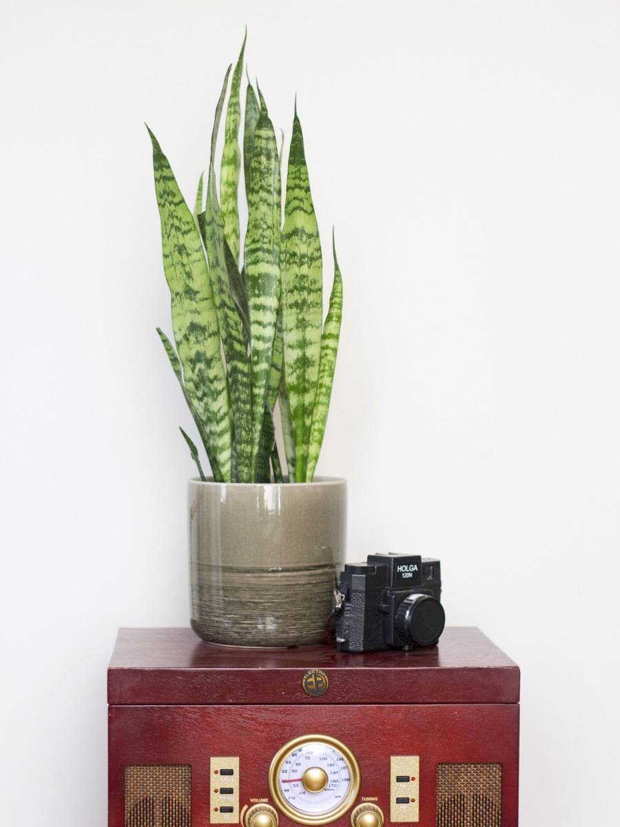 Air-purifying houseplants that can reduce pollution in your home: Snake Plant