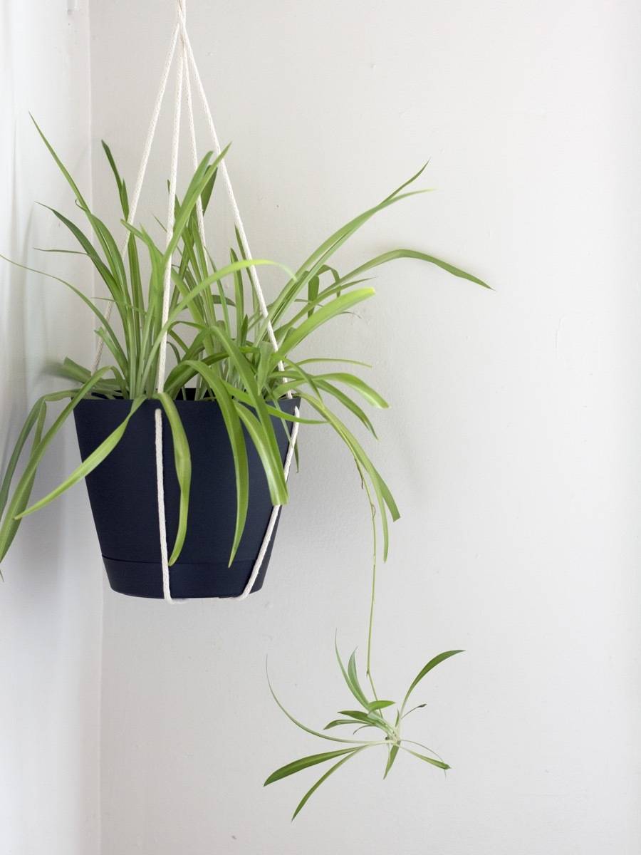 Air-purifying houseplants that can reduce pollution in your home: Spider plant