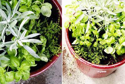 How To: Make a One-Pot Indoor Herb Garden