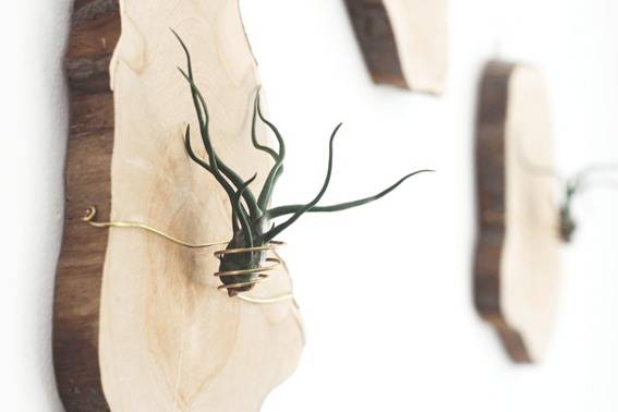 Plaques with plants are hung on white walls.