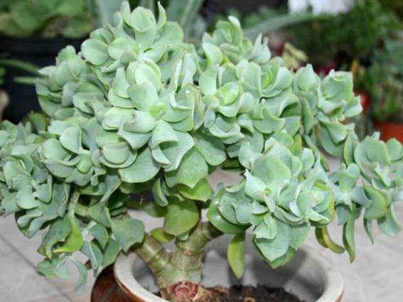 Ripple Jade plant in a pot.