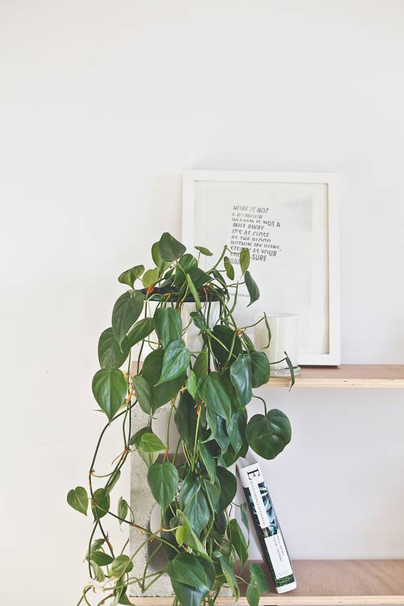 A hardy indoor plant.