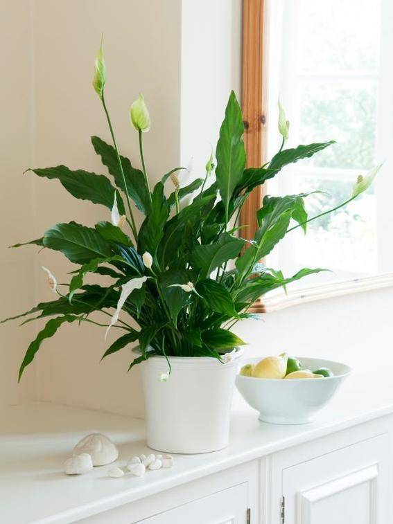 A green plant in a white planter.