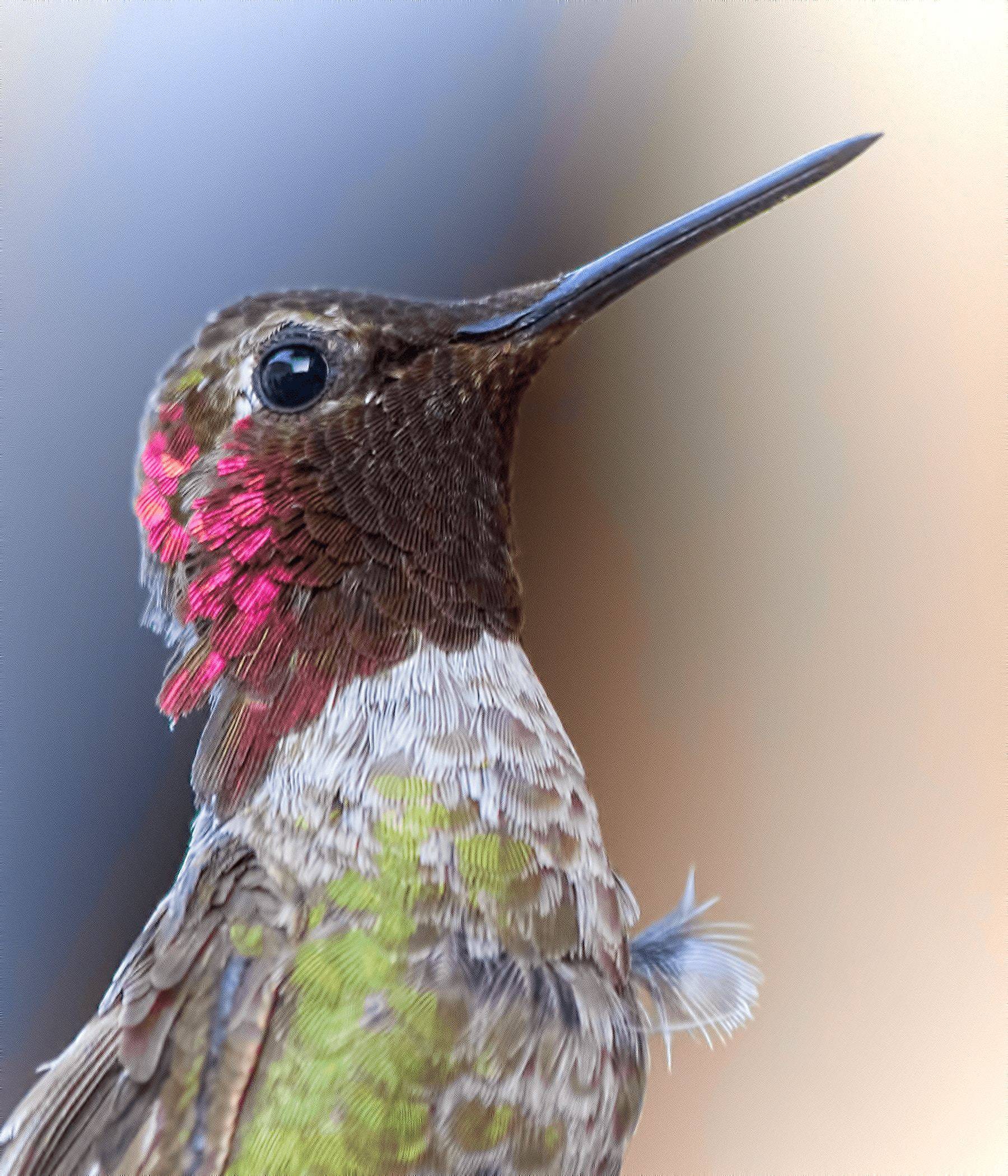 A hummingbird with it's beak in the air, pink on its head and a green breast.