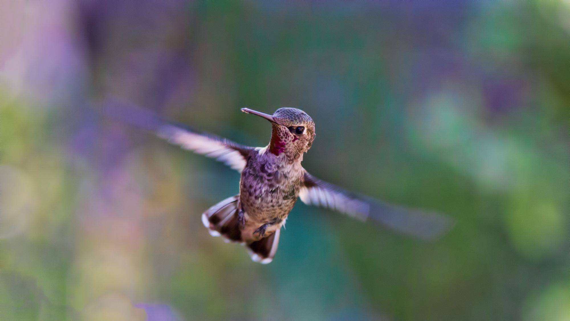 A hummingbird flutters in mid-air.