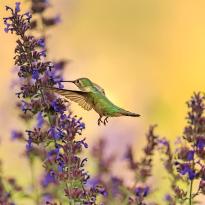 A green hummingbird sucking nectar from a tall plant with small purple blooms.