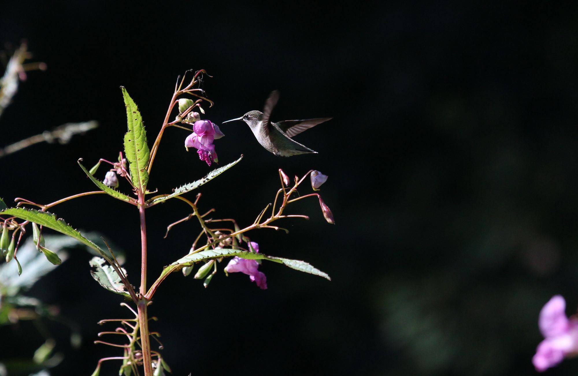 A hummingbird flutters above a purple flower.