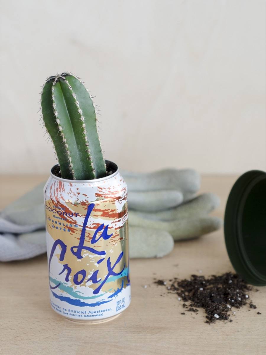 Teeny cactus in a cute La Croix can