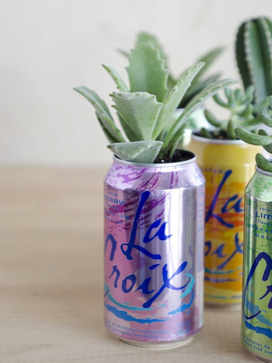 La Croix Planter DIY | Succulents + Sparkling Water = AWESOME