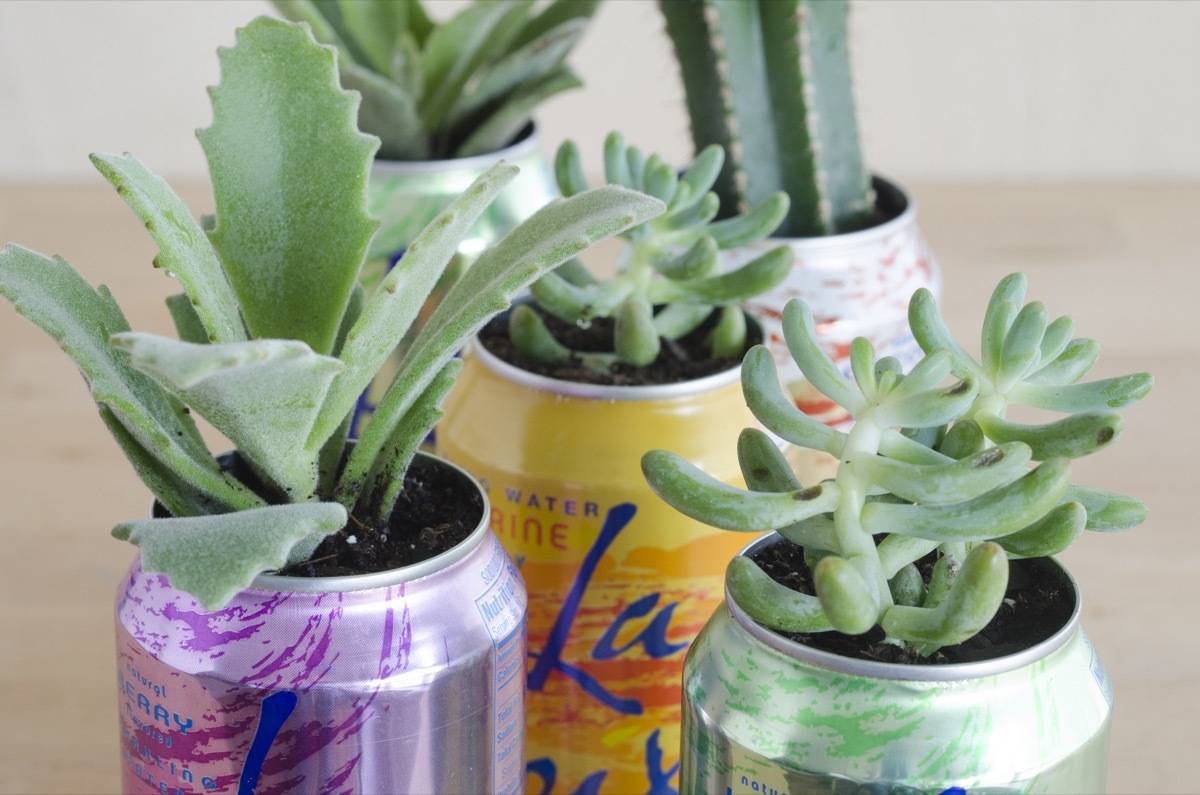 La Croix Planter DIY | Succulents + Sparkling Water = AWESOME