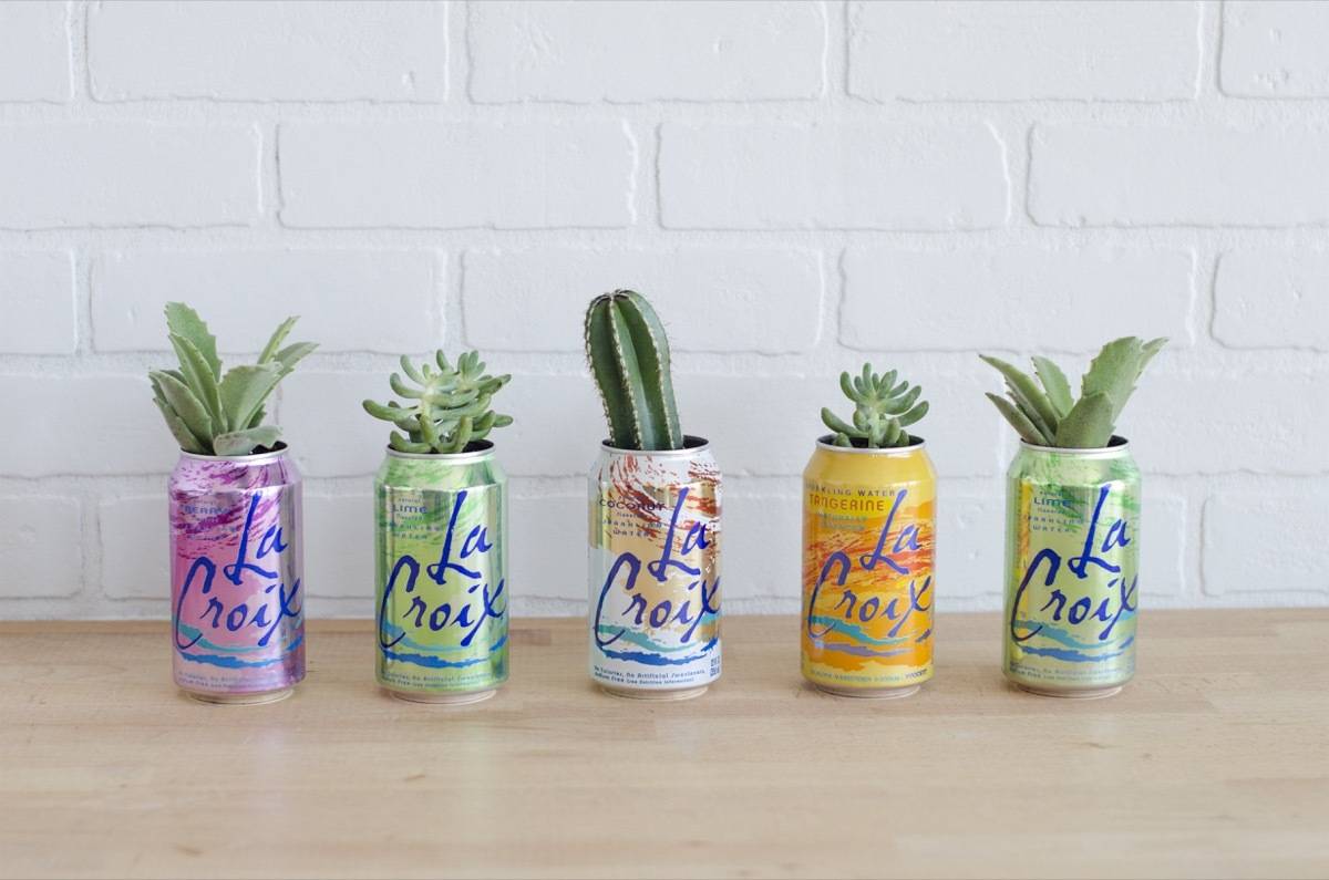 La Croix Planter DIY | Succulents + Sparkling Water = AWESOME