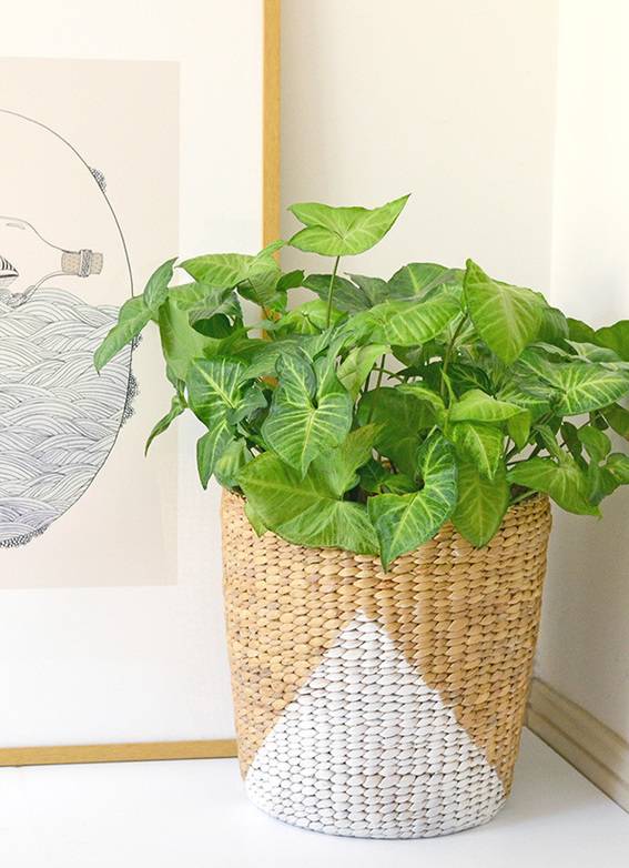 Potted indoor plant in a basket.